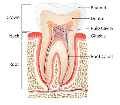 An illustration of a tooth and root canal